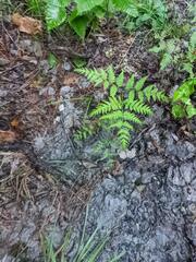 Pteridium aquilinum latiusculum