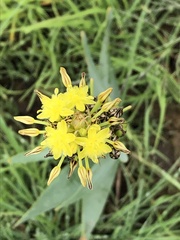 Bulbine narcissifolia