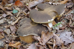 Boletus aereus