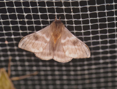Hylesia andrei