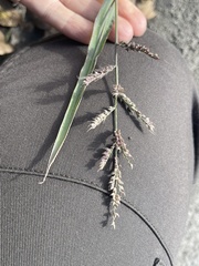 Echinochloa crus-galli
