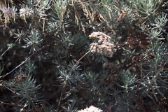 Eriogonum arborescens