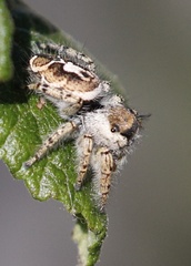 Phidippus arizonensis