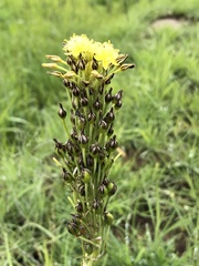 Bulbine narcissifolia