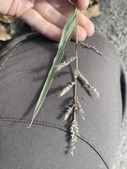 Echinochloa crus-galli