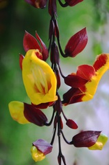 Thunbergia mysorensis