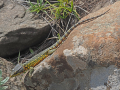 Pseudocordylus subviridis