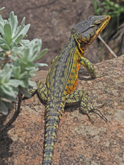 Pseudocordylus subviridis