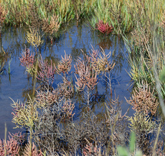 Salicornia meyeriana
