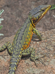 Pseudocordylus subviridis