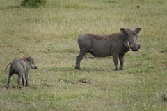 Phacochoerus africanus massaicus