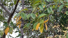 Photinia davidiana