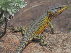 Pseudocordylus subviridis