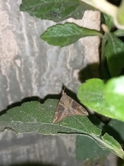 Hypena laceratalis