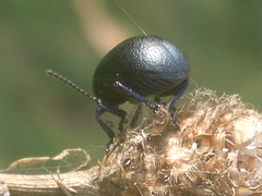 Timarcha goettingensis