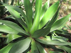 Agave antillarum