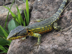 Pseudocordylus subviridis