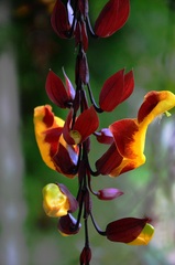 Thunbergia mysorensis