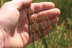 Elegia microcarpa