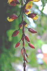 Thunbergia mysorensis