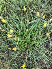 Gazania linearis linearis