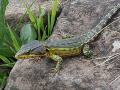 Pseudocordylus subviridis