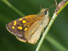 Metisella malgacha