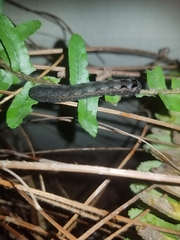 Spodoptera latifascia