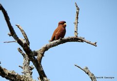 Eurystomus glaucurus