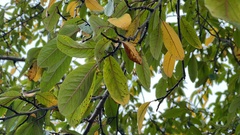 Photinia davidiana