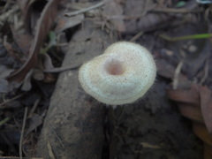 Lentinus flexipes