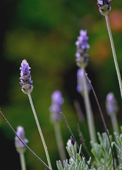 Lavandula dentata