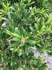 Diospyros dichrophylla