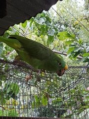 Amazona ochrocephala
