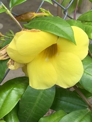 Allamanda cathartica