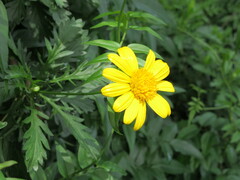 Euryops chrysanthemoides