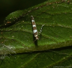 Acrocercops chionosema