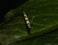 Acrocercops chionosema