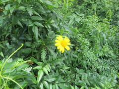 Euryops chrysanthemoides