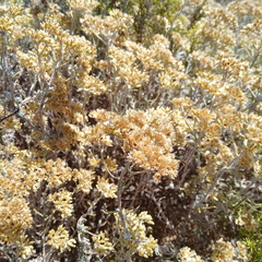 Helichrysum revolutum