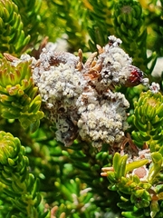 Phylica ericoides