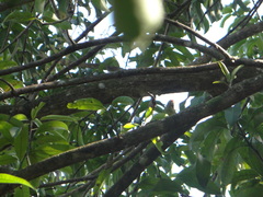 Eupsittula canicularis