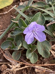Ruellia patula