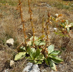 Gentiana lutea