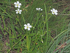 Cerastium arabidis