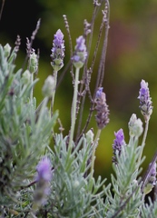Lavandula dentata