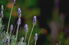 Lavandula dentata
