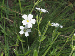 Cerastium arabidis