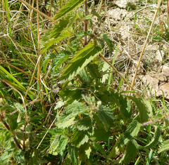 Urtica dioica