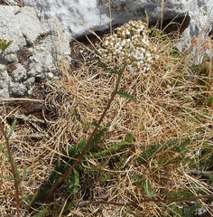 Achillea millefolium